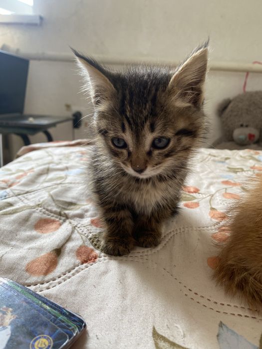 Отдаю котят в добрые руки