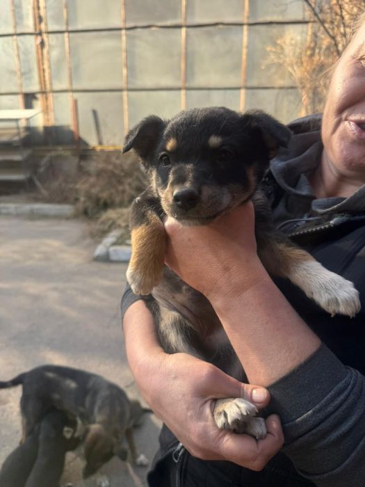 Красотки звоночки