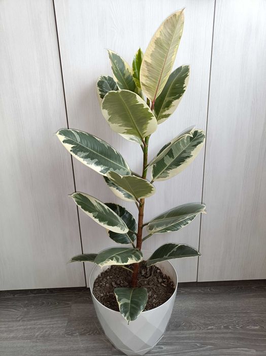 Ficus în degrade 1m înălțime