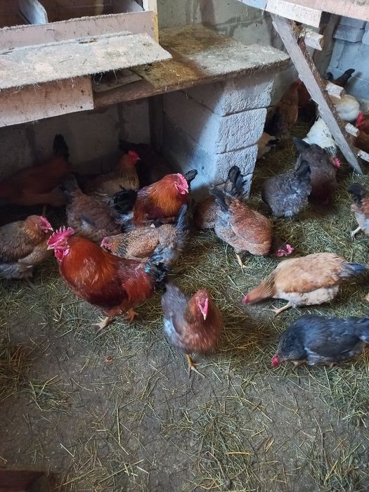 Продам инкубационное яйцо