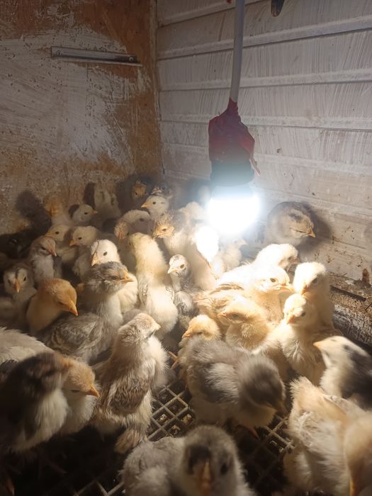 Puisori brahma si motate 15 zile