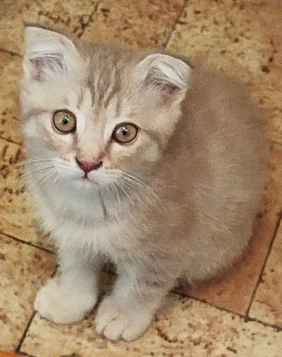 Котёнок веслоухий