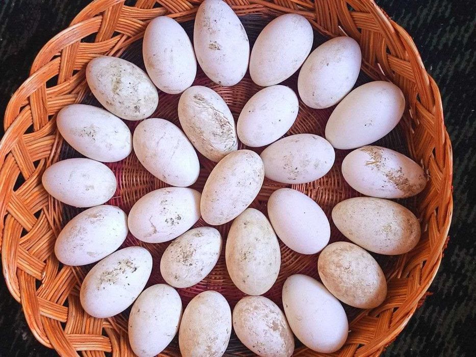 Zotdor G‘oz tuxumlari sotiladi