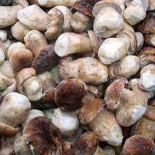 гъби буркани прясна замразена суха манатарка сърнела сладко консерва