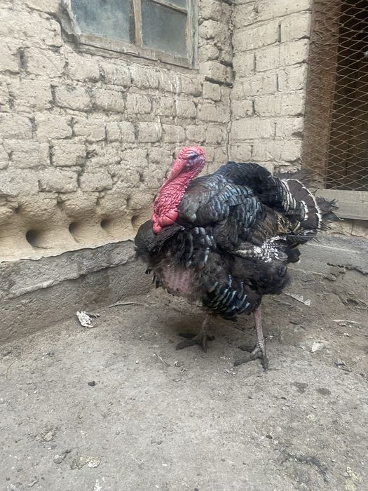 Продам индюка бронза
