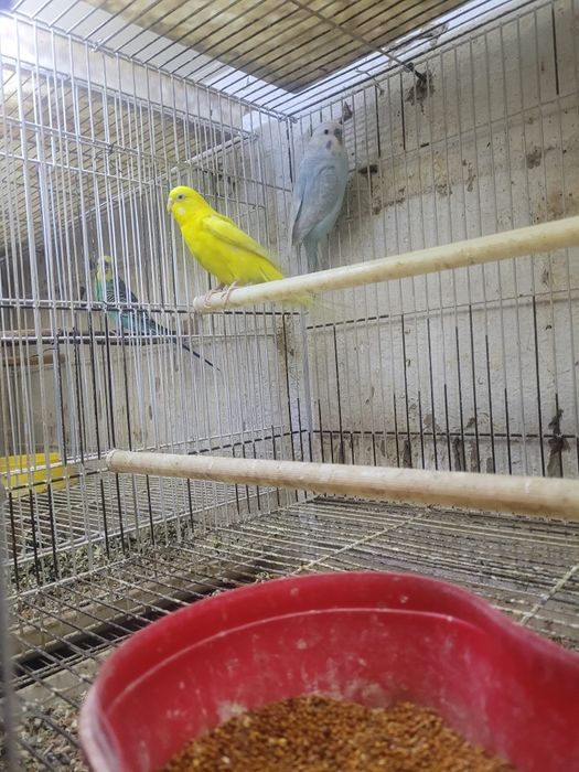 Продаём попугаев