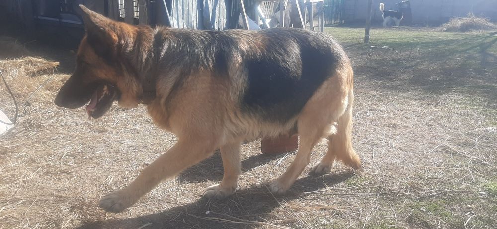 Овчарка Микс с Двортерьером