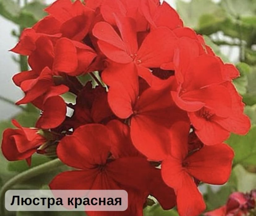 Пеларгония 700тг