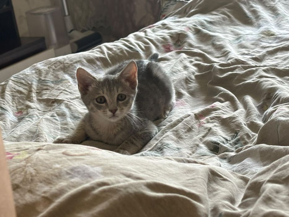 Отдам котёнка в добрые руки