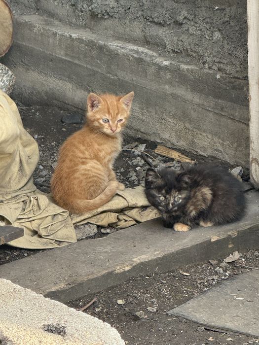 Отдам котят в добрые руки