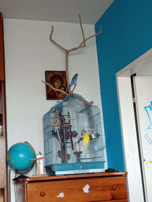 Вълнисти папагали с клетка, хранилка, поилка и играчки