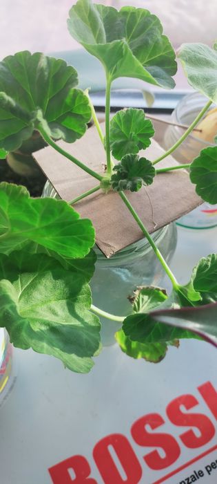 Цветы.Продам или обмен