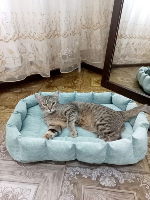 Лежанки для котиков и собак