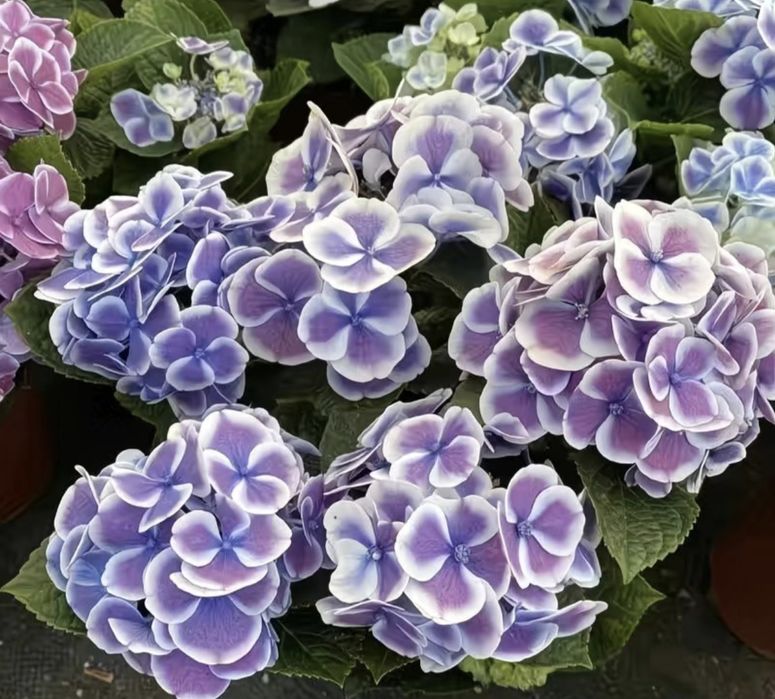 Продам ростки Гортензии, есть 20 видов,