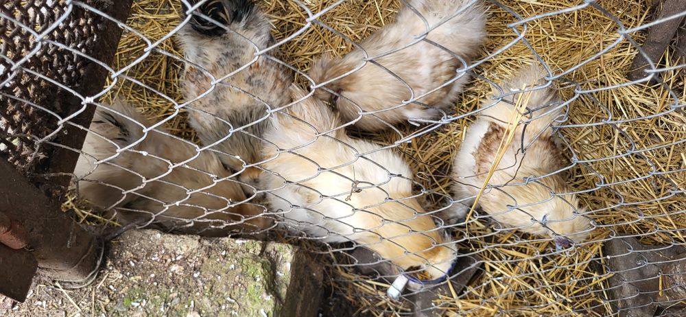 Tineret matasa japoneza