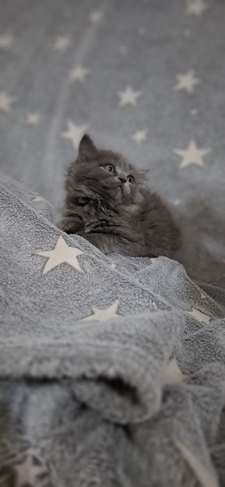 Котята в наличии