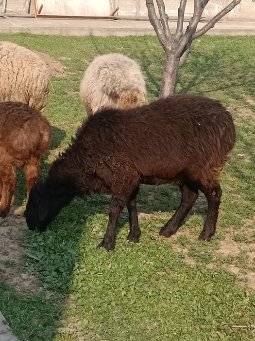 Козылы кой 2.)( 1 кошкар