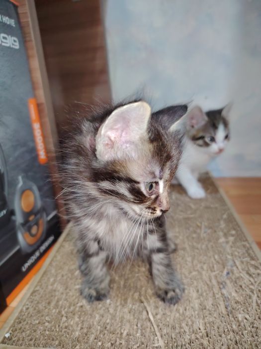 Отдам даром котят