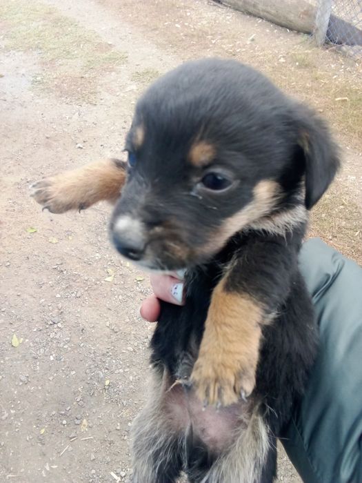 Отдам щенков 2девочки бесплатно