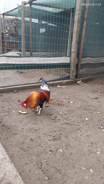 Vand cocos Phoenix și Cochin  pitic