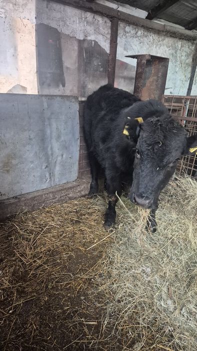 Tauras angus 350 kg vand sau schimb cu baltat