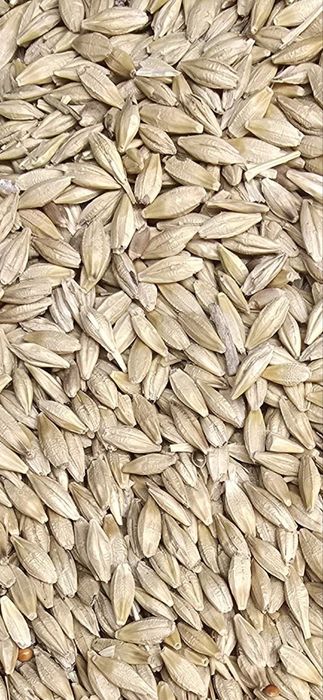 Арпа,зерно кармавой