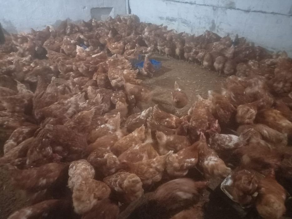 тауық бар 300 бас