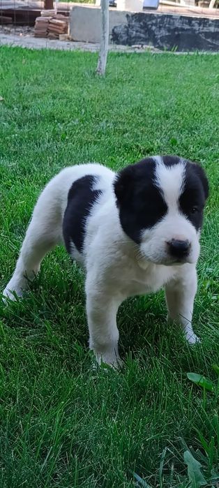 Продам щенков Алабая, туркмен. 3 девочки, 3мальчика.