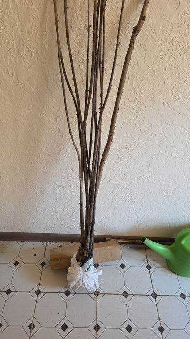 Саженцы Катальпы Дерево счастья