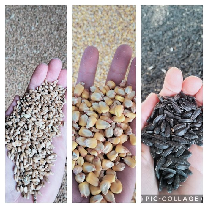 Vand grau, floarea soarelui si porumb