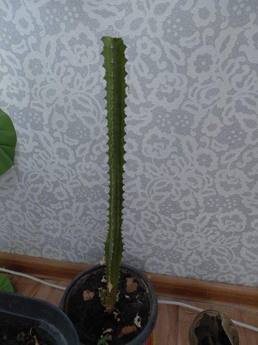 Кактусы  и молочай