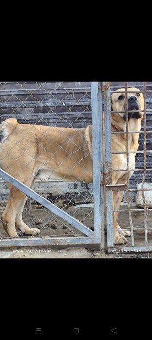 Продам взрослого Алабая!