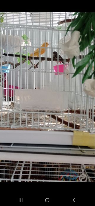 Канарейкалар сотилади