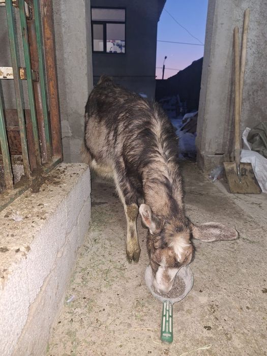 Бағасы келісімді 80 ватсап болады