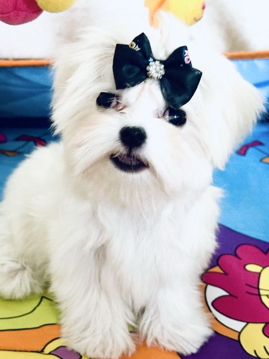 Щеночки мальтезе беби фейс