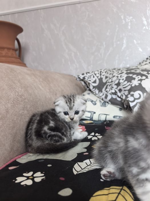 Продам котят (скоттиш страйт)