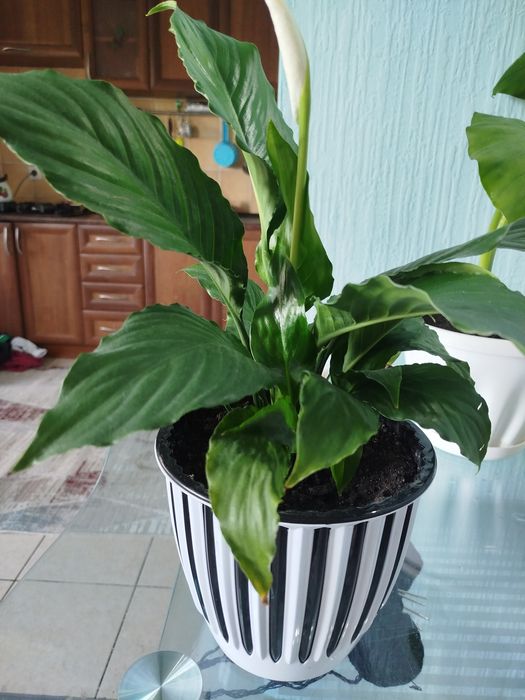 Продам комнатные цветы