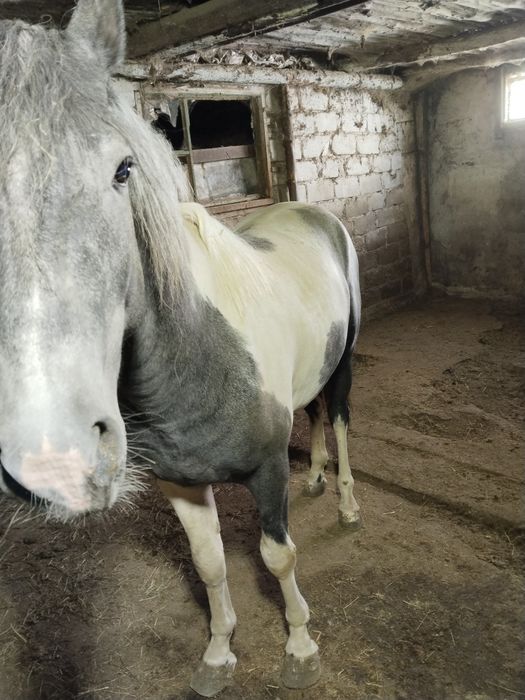 Продам молодого жеребца