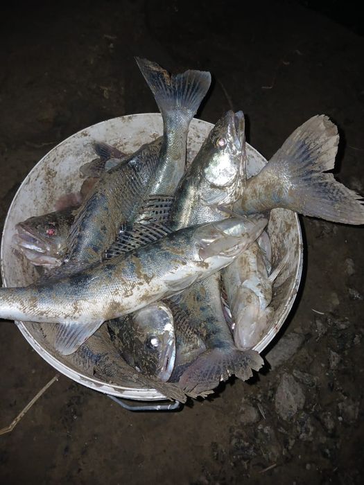 Рыба судак көксерке