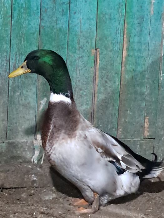 Продам на развод домашнегоселезня. .