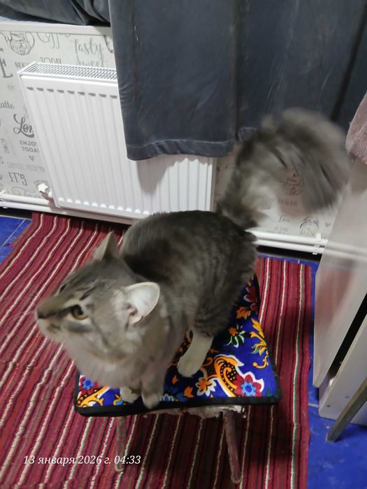 Кот Кеша на вязку
