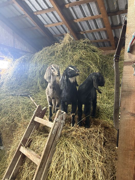 Capre si iedute AngloNubian