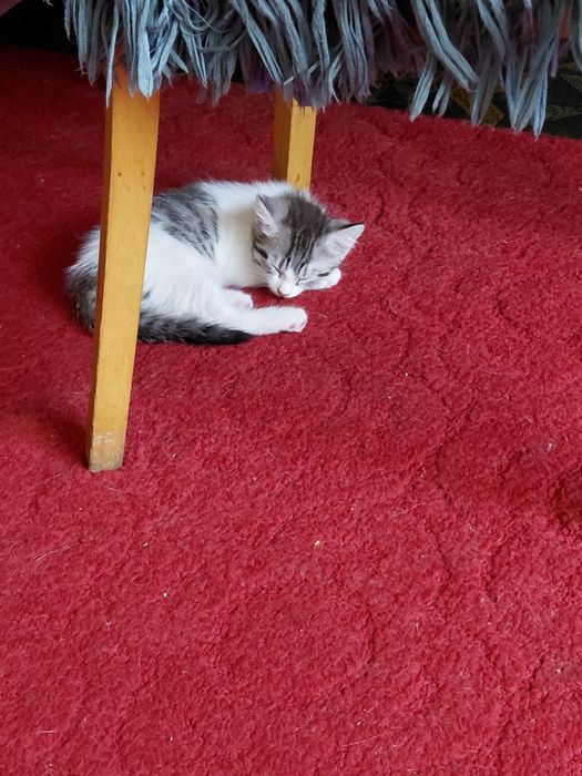 Отдам котят в хорошие руки