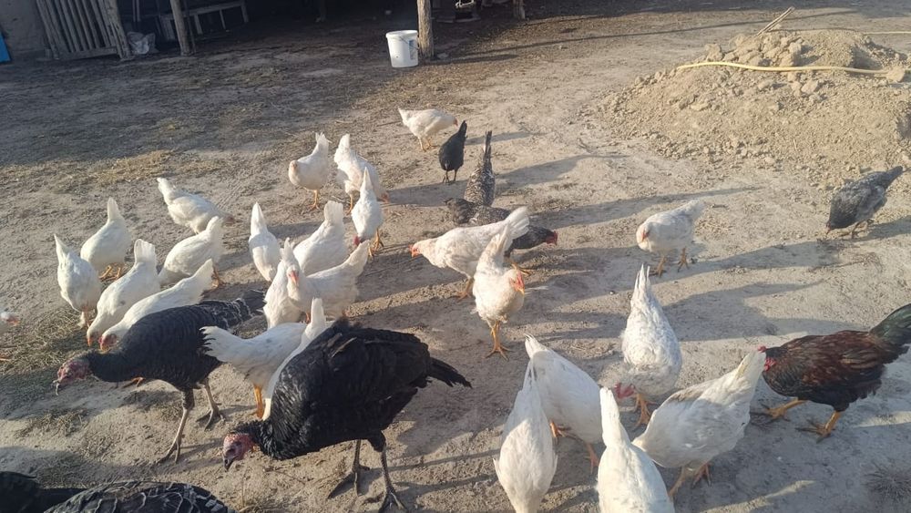 Легорн тауыктары сатылады
