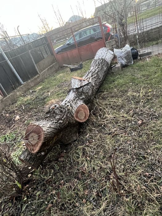 Trunchi de nuc taiat