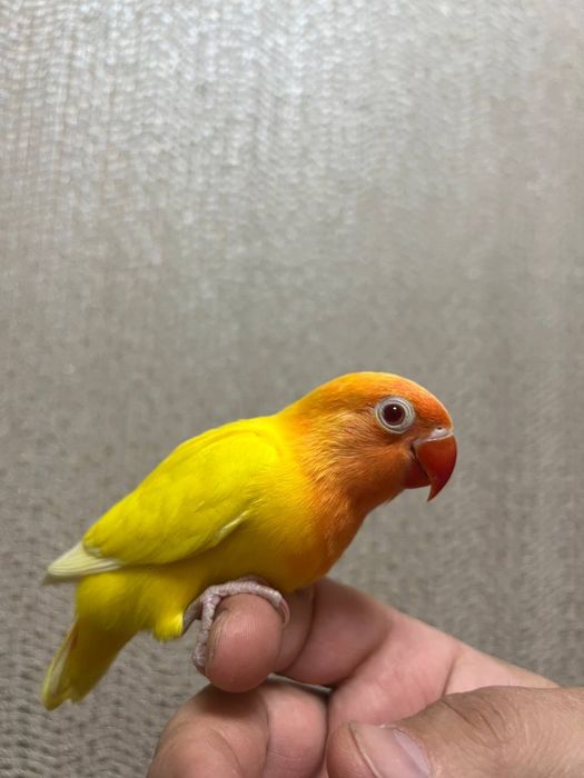 Ruchnoy popugay sotiladi