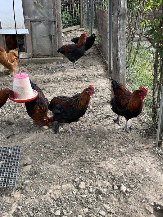 Cocosi marans negru aramiu
