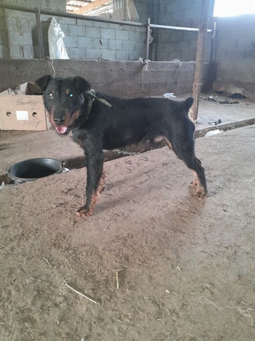 Продам Яхтырьера