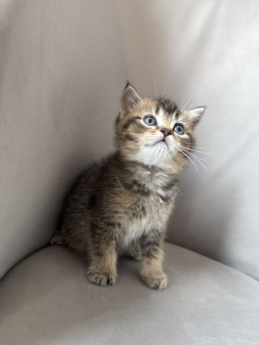 Девочка шиншилла