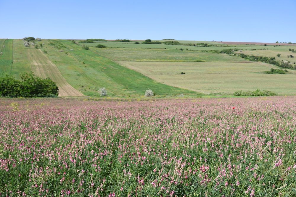 Sămânță Sparceta Certificata,Sparceta amestec cu Bromus și iarba